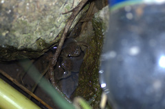 Xenopus