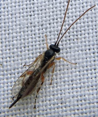 Itoplectis alternans