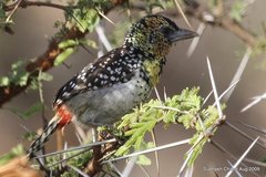 Trachyphonus darnaudii