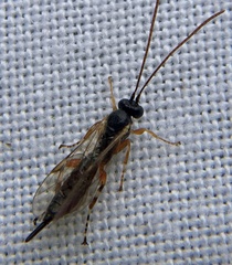 Itoplectis alternans