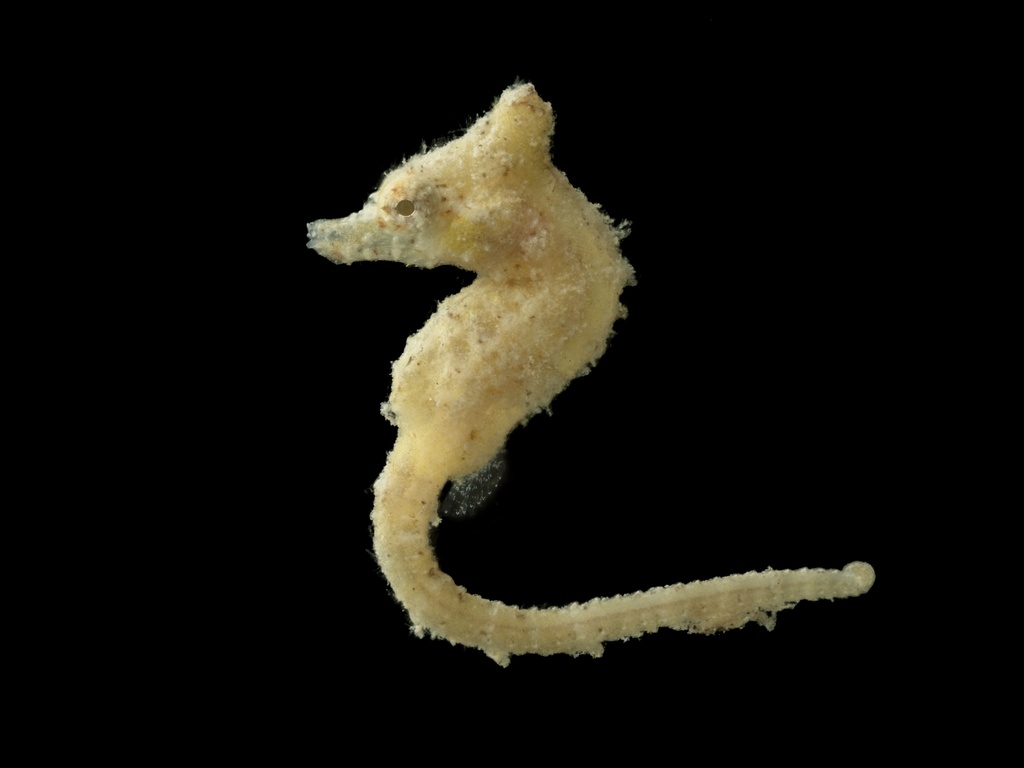 Dwarf Seahorse
