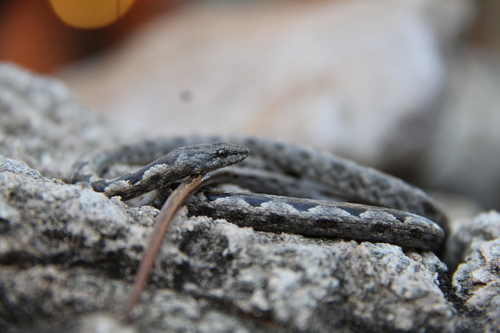 Western Bark Snake