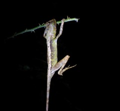 Otocryptis nigristigma