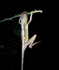 Otocryptis nigristigma