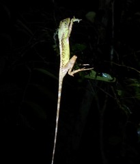 Otocryptis nigristigma