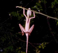 Otocryptis nigristigma