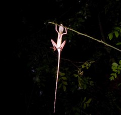 Otocryptis nigristigma