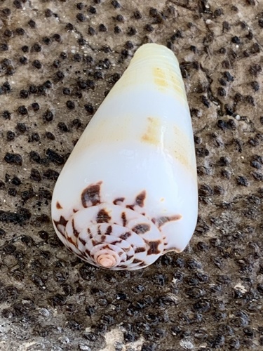Conus magus observed 2025-08-29
