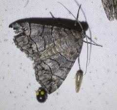 Dysbatus singularis