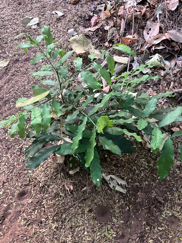 Northern Soapberry (Deinbollia xanthocarpa)