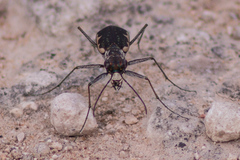 Cicindela schauppii