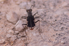 Cicindela schauppii