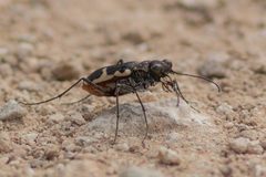 Cicindela schauppii