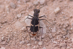 Cicindela schauppii