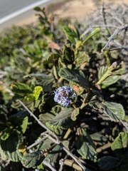 Ceanothus thyrsiflorus griseus