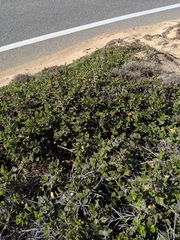 Ceanothus thyrsiflorus griseus