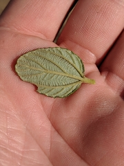Ceanothus thyrsiflorus griseus