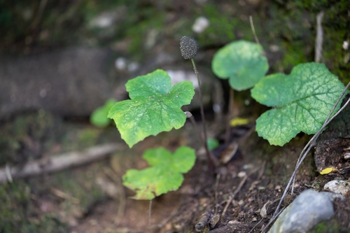 Dorstenia drakena (Dorstenia drakena)