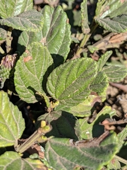 Ceanothus thyrsiflorus griseus