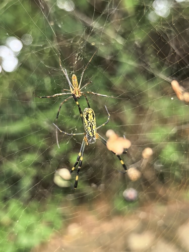 Joro Spider