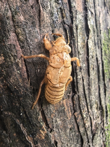 Priest Cicada