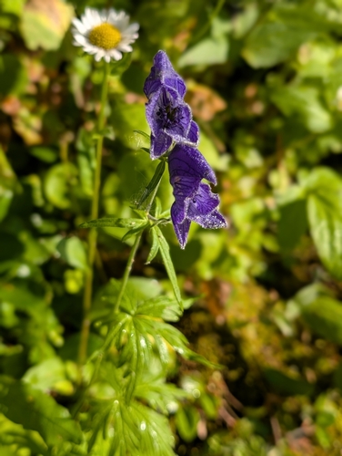 Larkspurleaf Monkshood (Aconitum delphiniifolium)