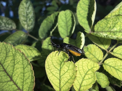 Large Rose Sawfly