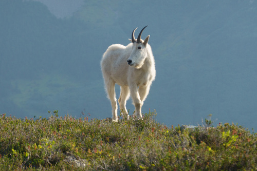 Mountain Goat photographed in Washington
