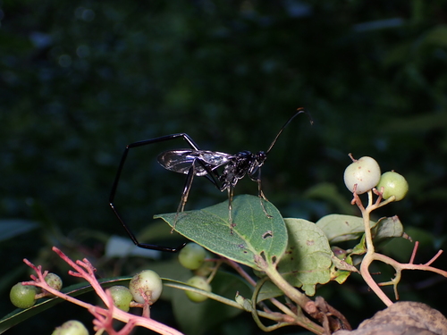 Photo of American Pelecinid Wasp (Pelecinus polyturator)