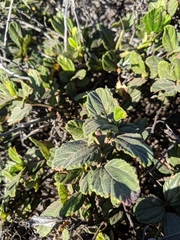 Ceanothus thyrsiflorus griseus
