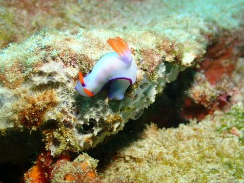 Hypselodoris brycei