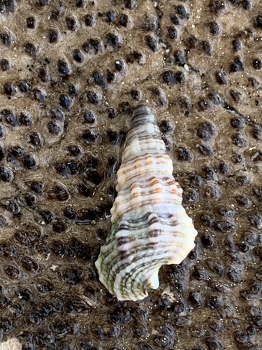 Cerithium kobelti observed 2025-08-29