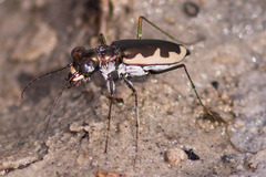 Eunota circumpicta