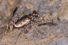 Eunota circumpicta