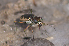 Eunota circumpicta