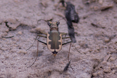 Eunota circumpicta