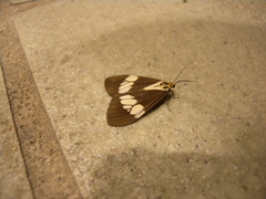 Nyctemera lacticinia