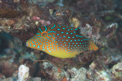 Canthigaster solandri