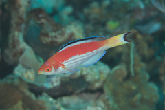 Cirrhilabrus marjorie