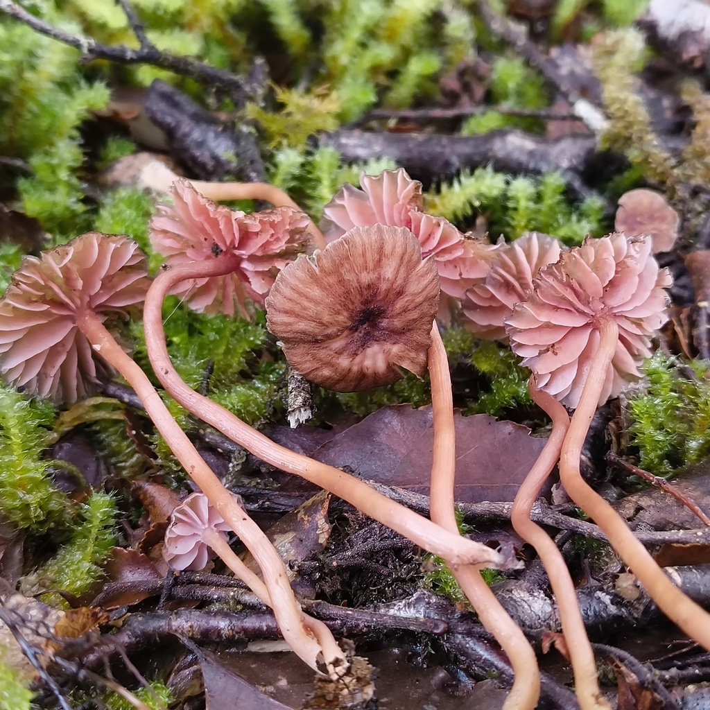 Laccaria · July 2025 · photo: © zedt (iNaturalist, cc-by)