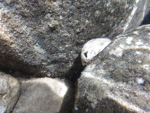 Antigona reticulata observed 2025-08-27