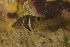 Canthigaster ocellicincta