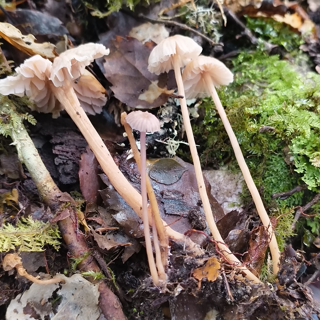 Laccaria masoniae · July 2025 · photo: © zedt (iNaturalist, cc-by)