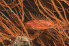 Oxycirrhites typus