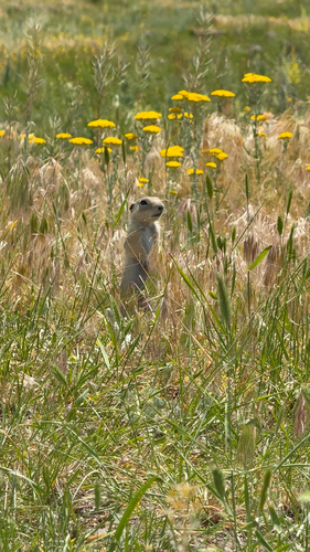 Asia Minor Ground Squirrel