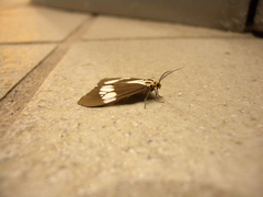 Nyctemera lacticinia