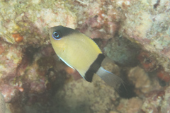 Pycnochromis retrofasciatus