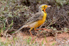 Macronyx capensis capensis