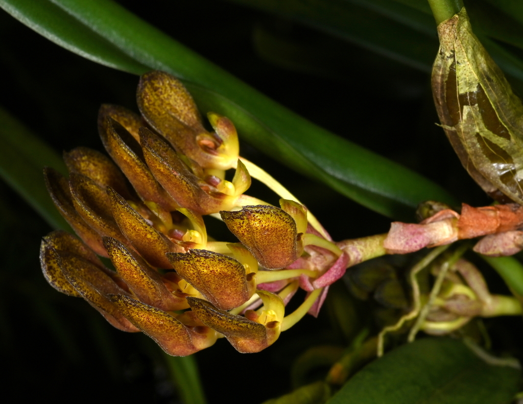 Bulbophyllum spathulatum (Bulbophyllum spathulatum)
