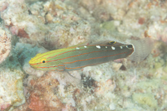 Koumansetta rainfordi